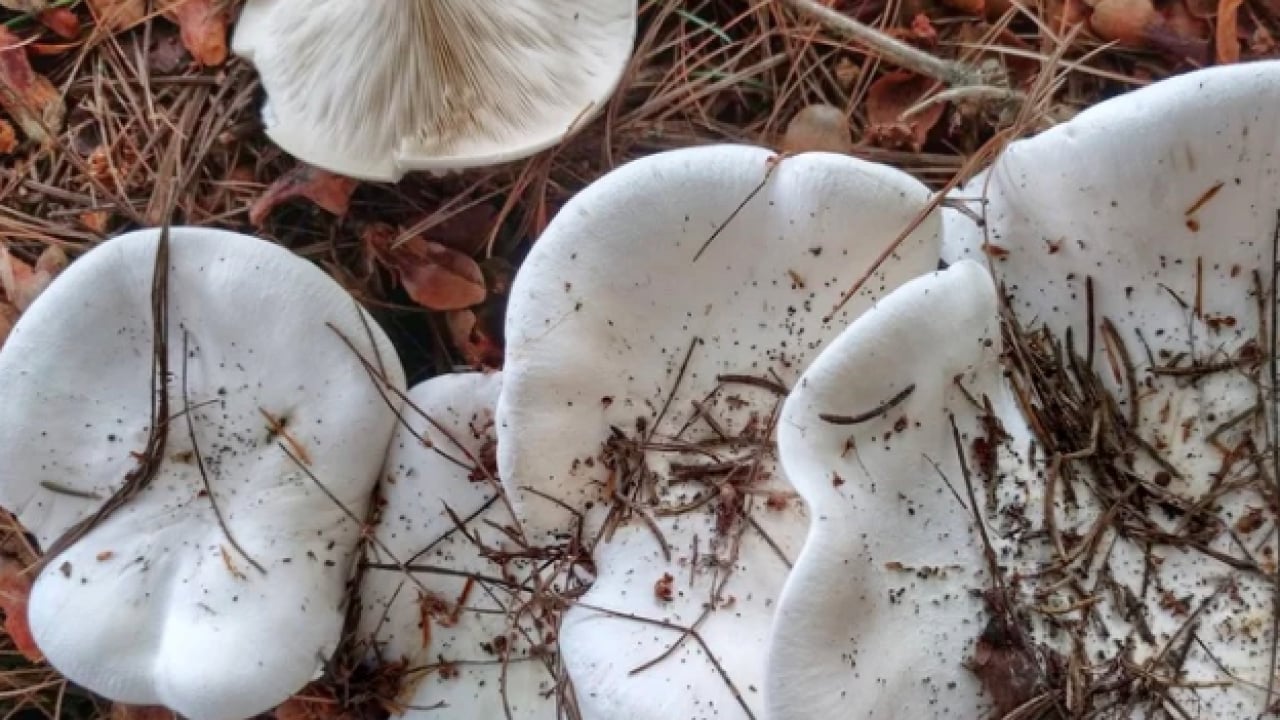 Foto - Bodur kirmit mantarı (Russula brevipes): Almaya dikkat edin!