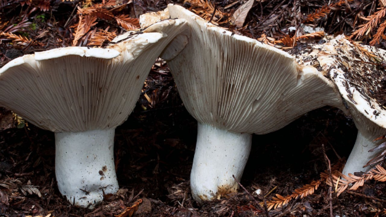 Foto - Bodur kirmit mantarı (Russula brevipes): Almaya dikkat edin!