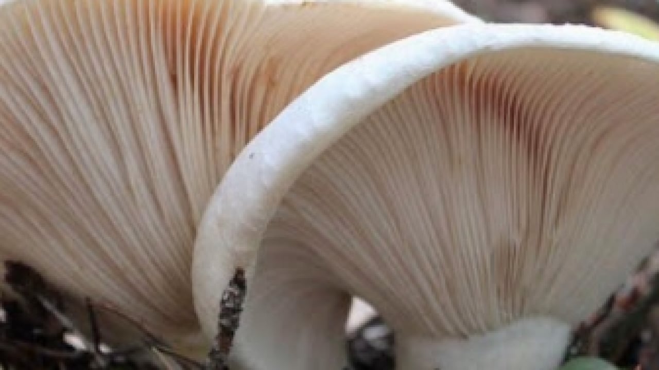 Foto - Bodur kirmit mantarı (Russula brevipes): Almaya dikkat edin!