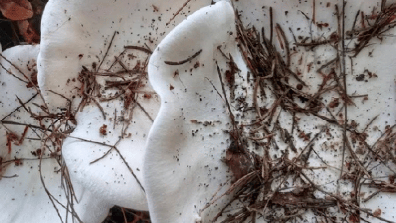 Bodur kirmit mantarı (Russula brevipes): Almaya dikkat edin!