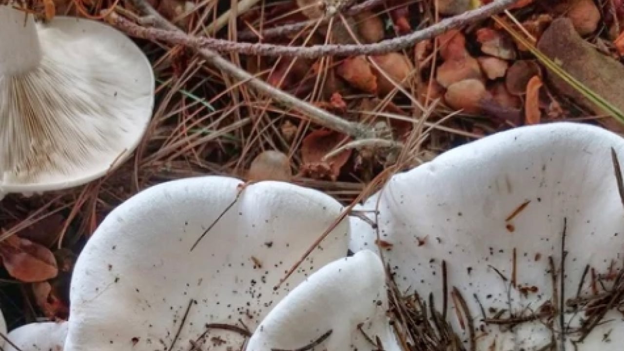 Foto - Bodur kirmit mantarı (Russula brevipes): Almaya dikkat edin!