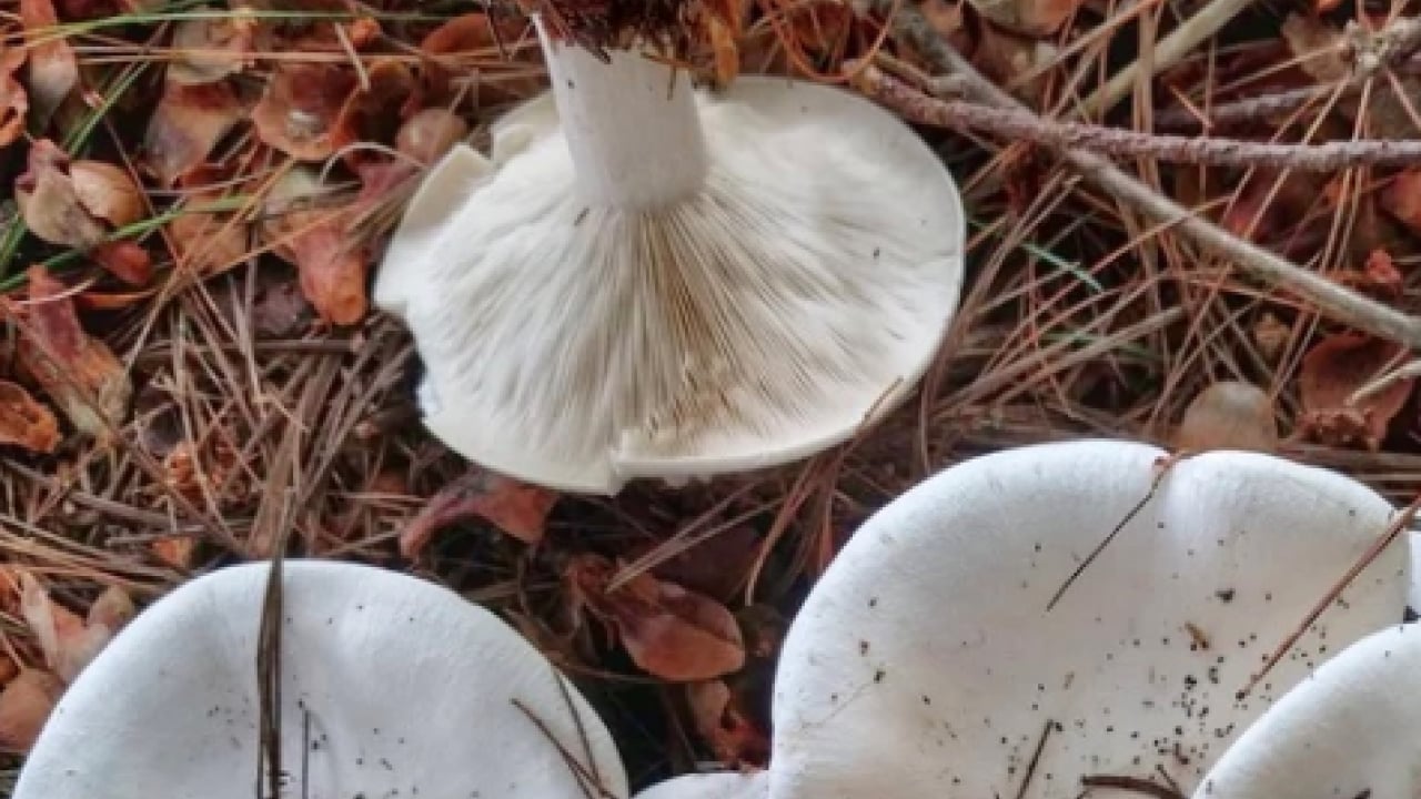 Foto - Bodur kirmit mantarı (Russula brevipes): Almaya dikkat edin!