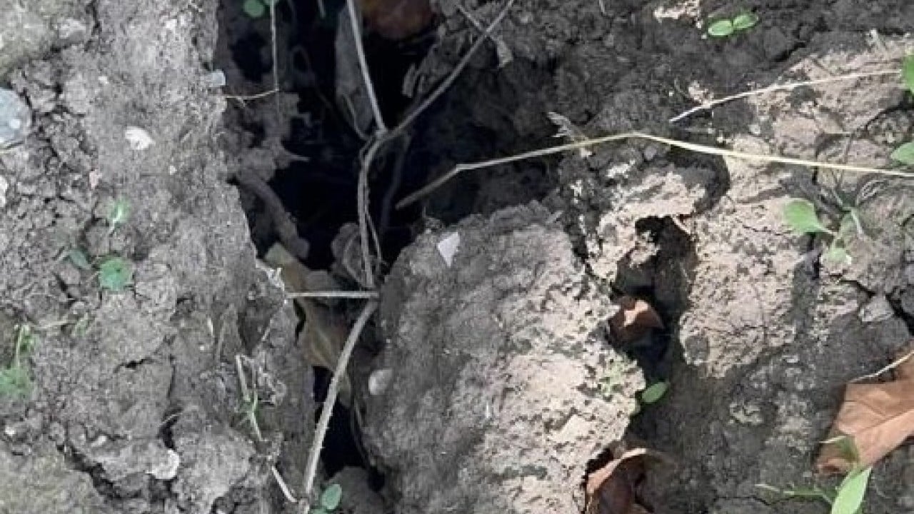 Foto - Bölge halkı korku içinde! Elma bahçesinde birden bire belirdi