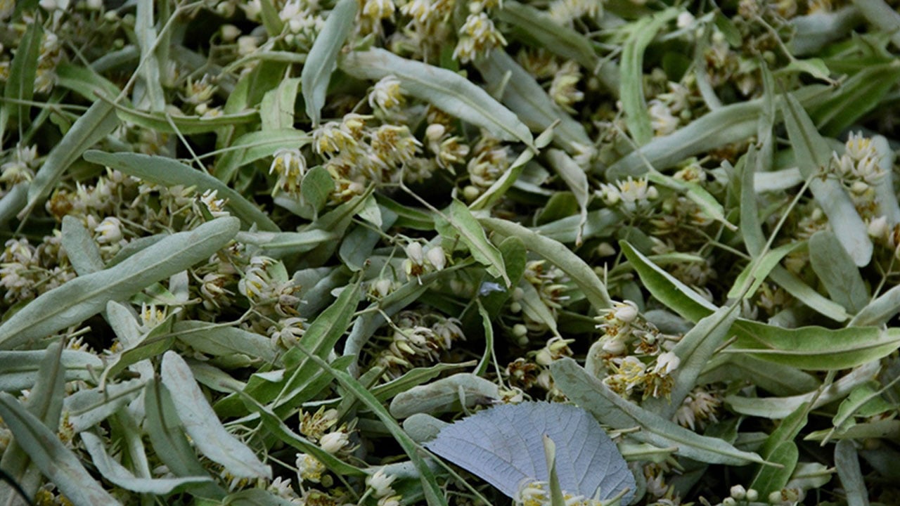 Foto - Bolluk dönemi yaşanıyor! Bir yıl önce gramla satılıyordu, şimdi kilo kilo alınıyor