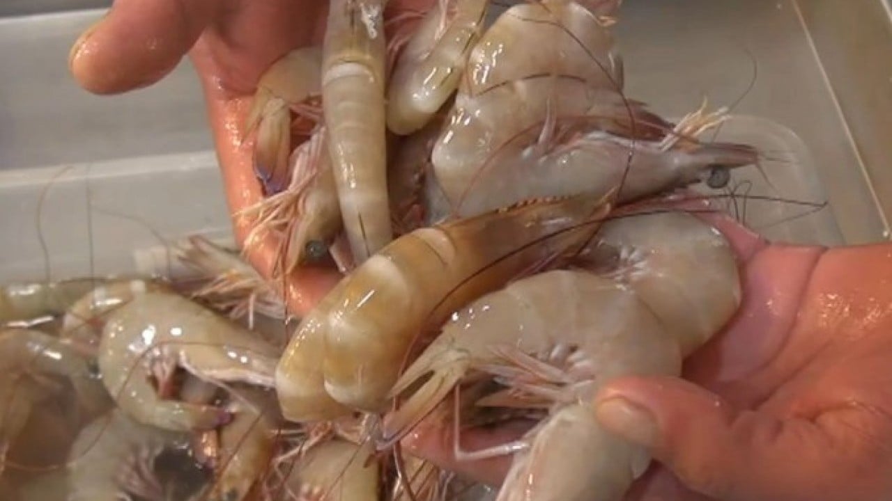 Foto - Bolluk fiyatları etkiledi! Kilosu 1500 TL'den 400 TL'ye düştü