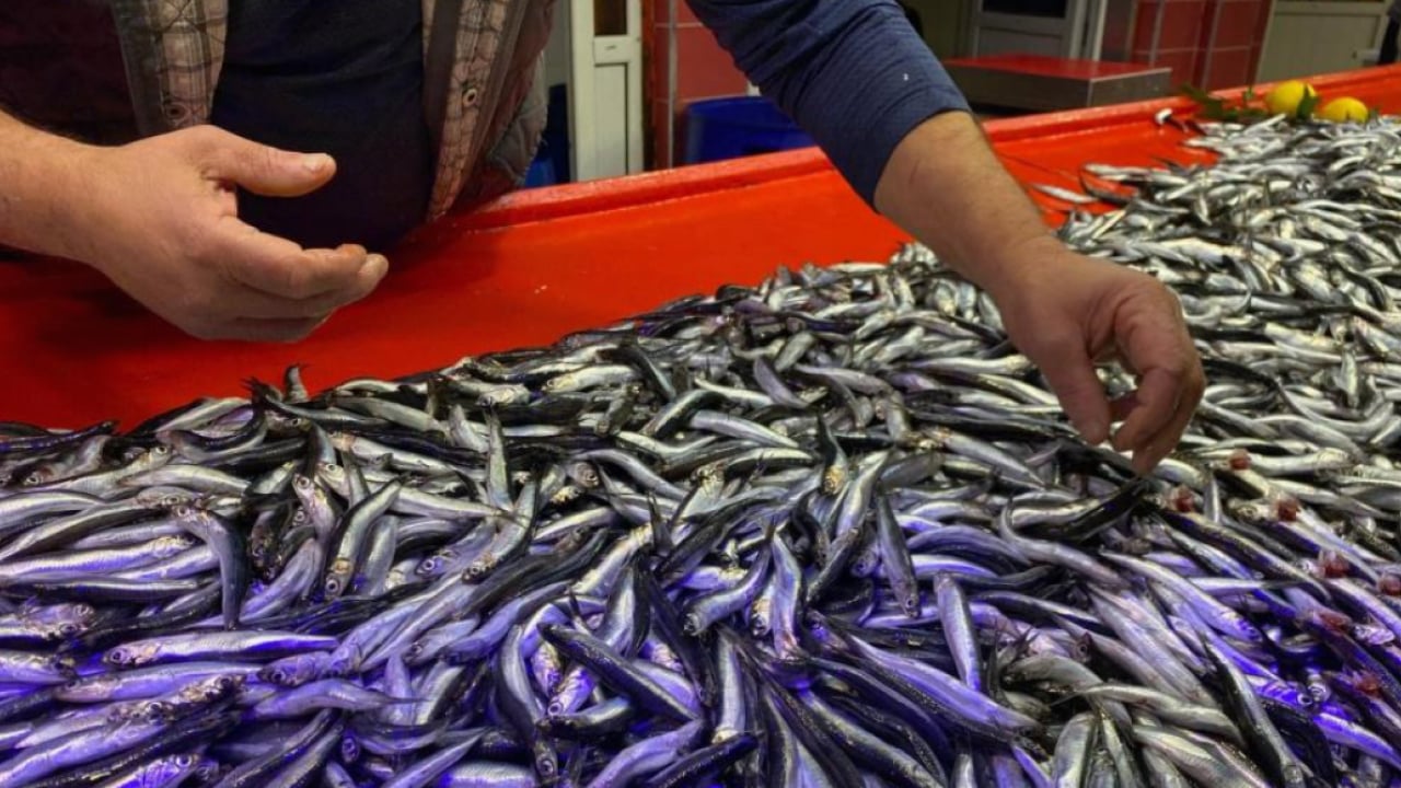 Foto - Bolu’da hamsinin fiyatı yüzleri güldürdü