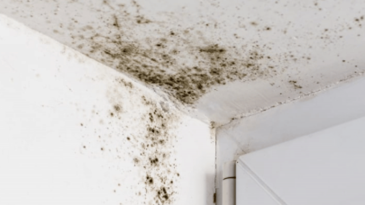 Boyacılara tonla para dökmeye son! Duvardaki rutubet ve küften kurtulmanın doğal yolu