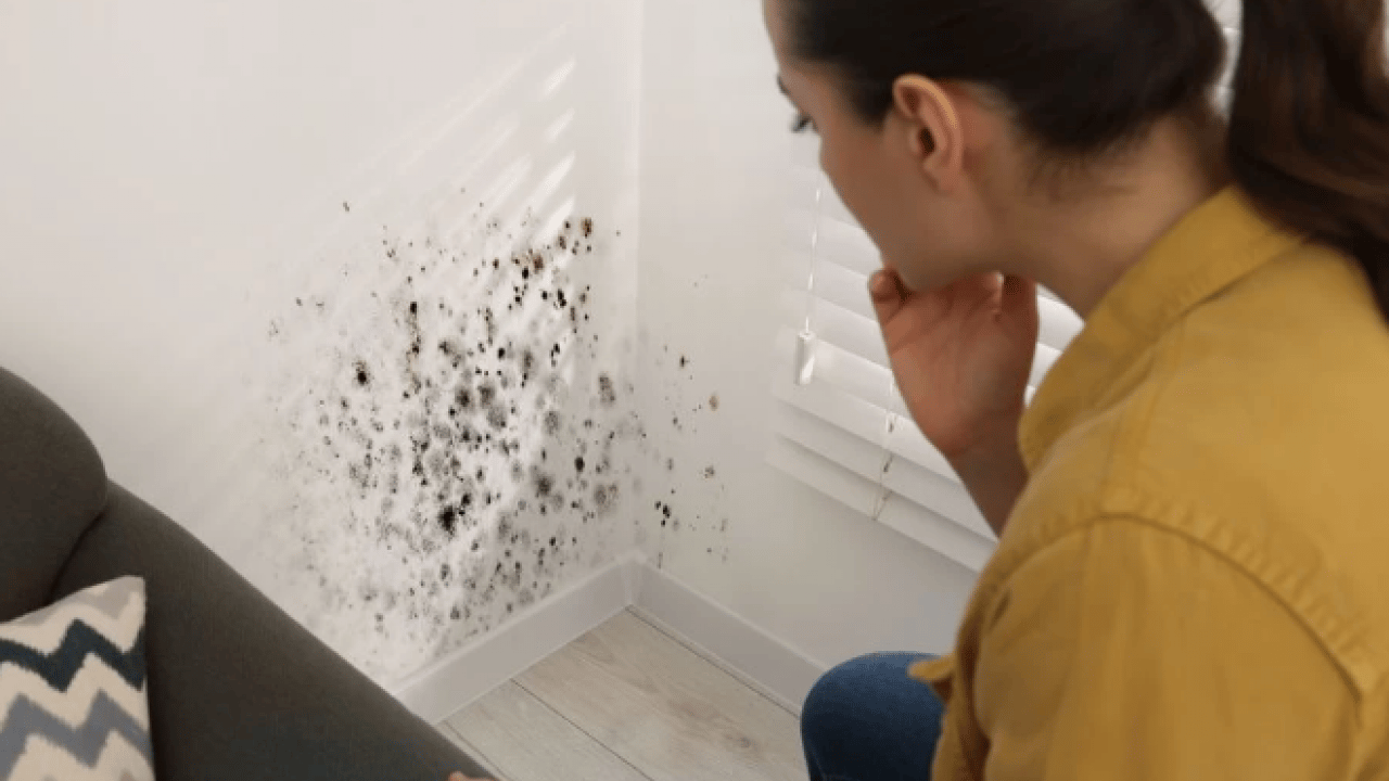 Foto - Boyacılara tonla para dökmeye son! Duvardaki rutubet ve küften kurtulmanın doğal yolu