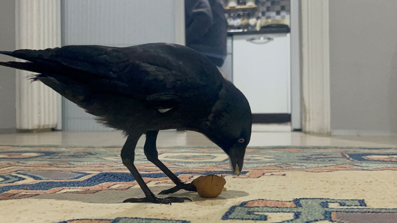 Foto - Böyle misafir görülmedi! Otomobile konan karga eve yerleşti