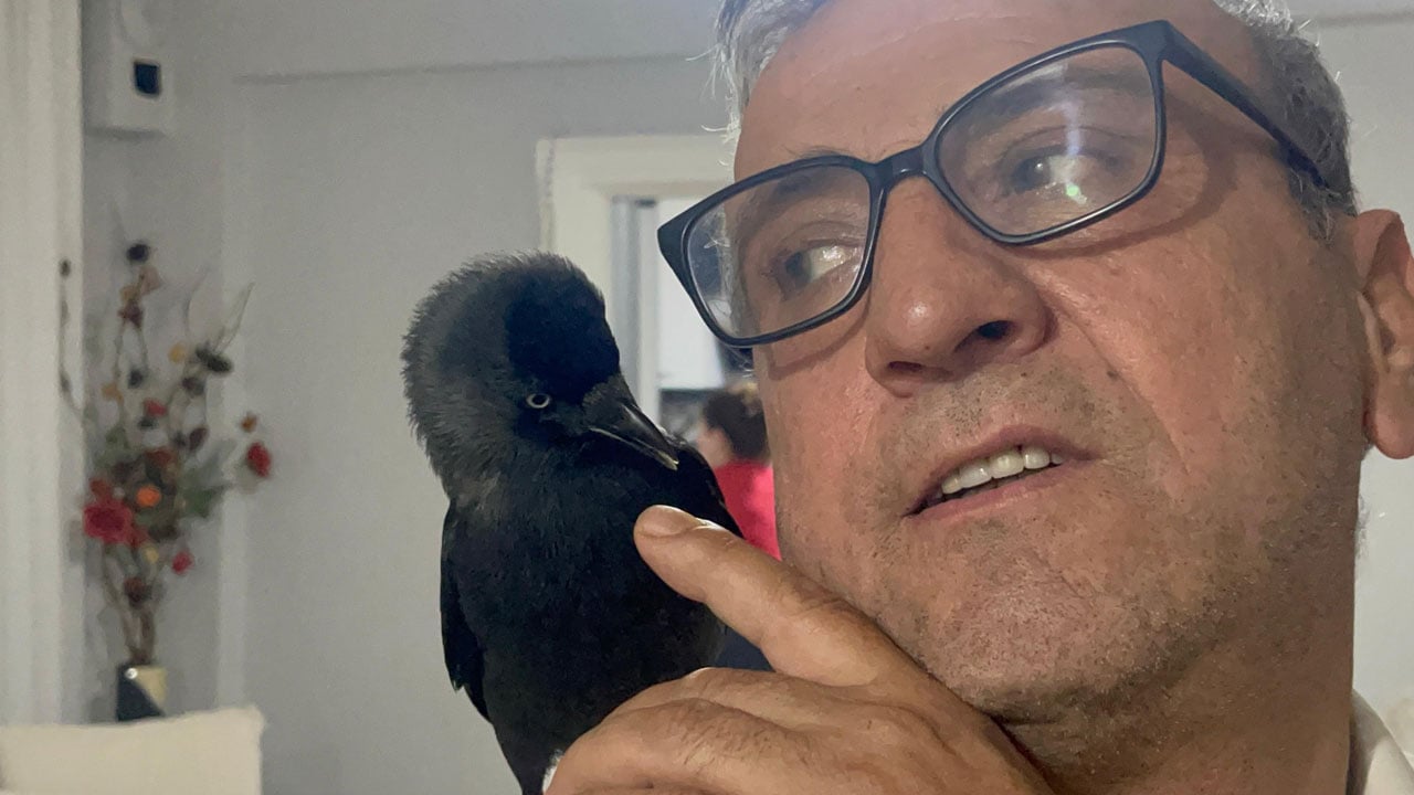 Böyle misafir görülmedi! Otomobile konan karga eve yerleşti