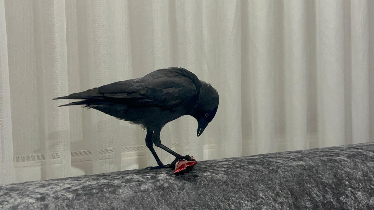 Foto - Böyle misafir görülmedi! Otomobile konan karga eve yerleşti