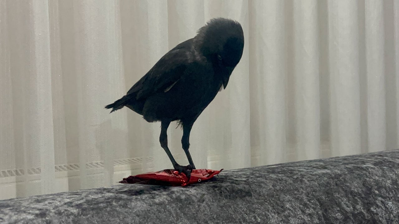 Foto - Böyle misafir görülmedi! Otomobile konan karga eve yerleşti