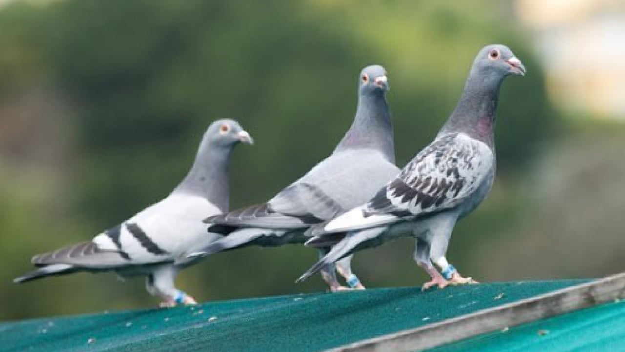 Foto - Böyle sevgi görülmedi: Bulana 75 bin lira ödül!