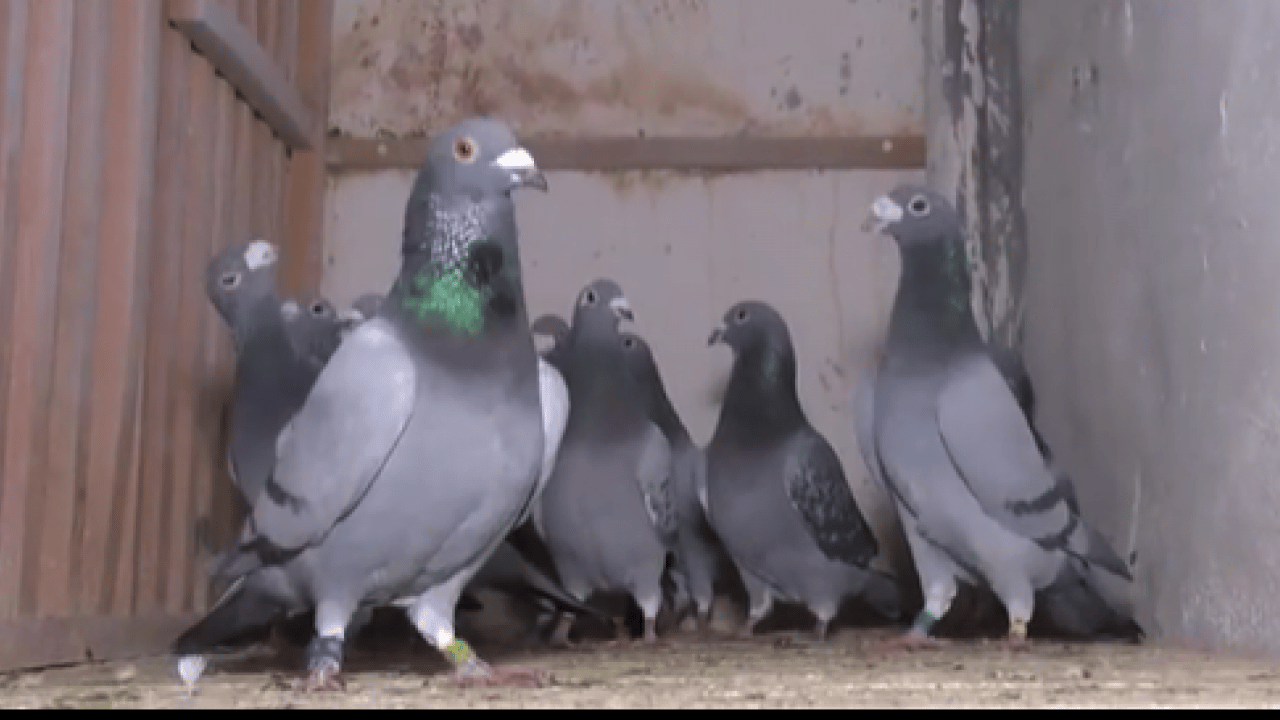 Böyle sevgi görülmedi: Bulana 75 bin lira ödül!