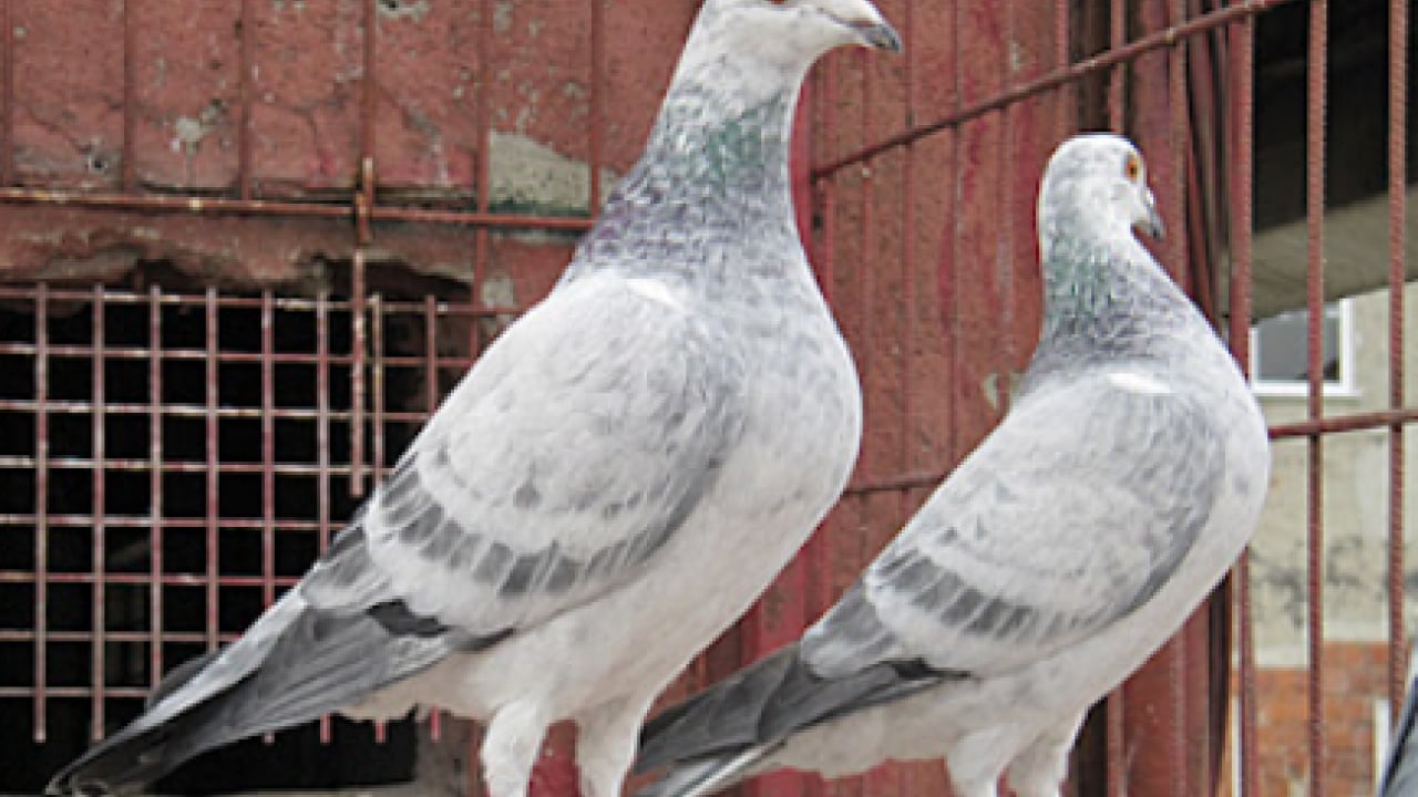 Foto - Böyle sevgi görülmedi: Bulana 75 bin lira ödül!