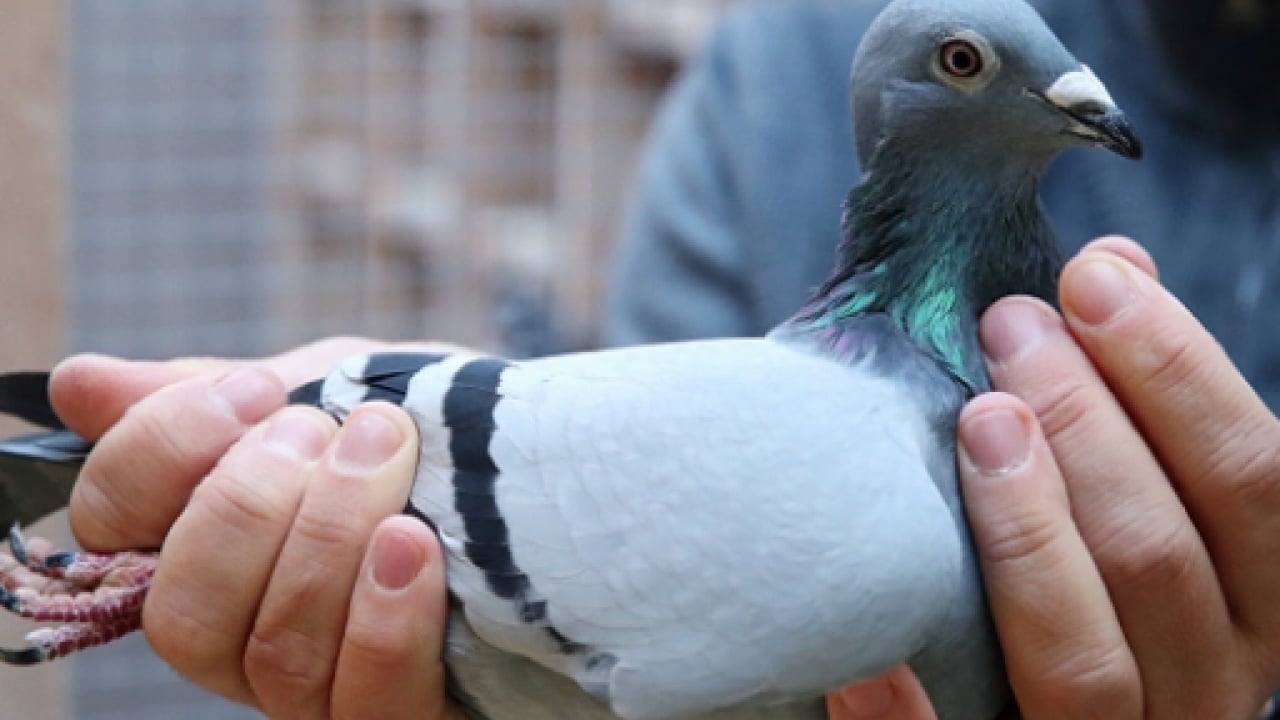 Foto - Böyle sevgi görülmedi: Bulana 75 bin lira ödül!