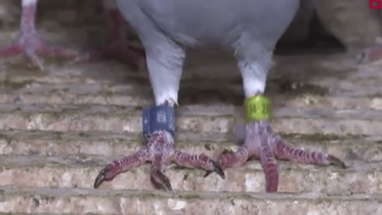 Foto - Böyle sevgi görülmedi: Bulana 75 bin lira ödül!