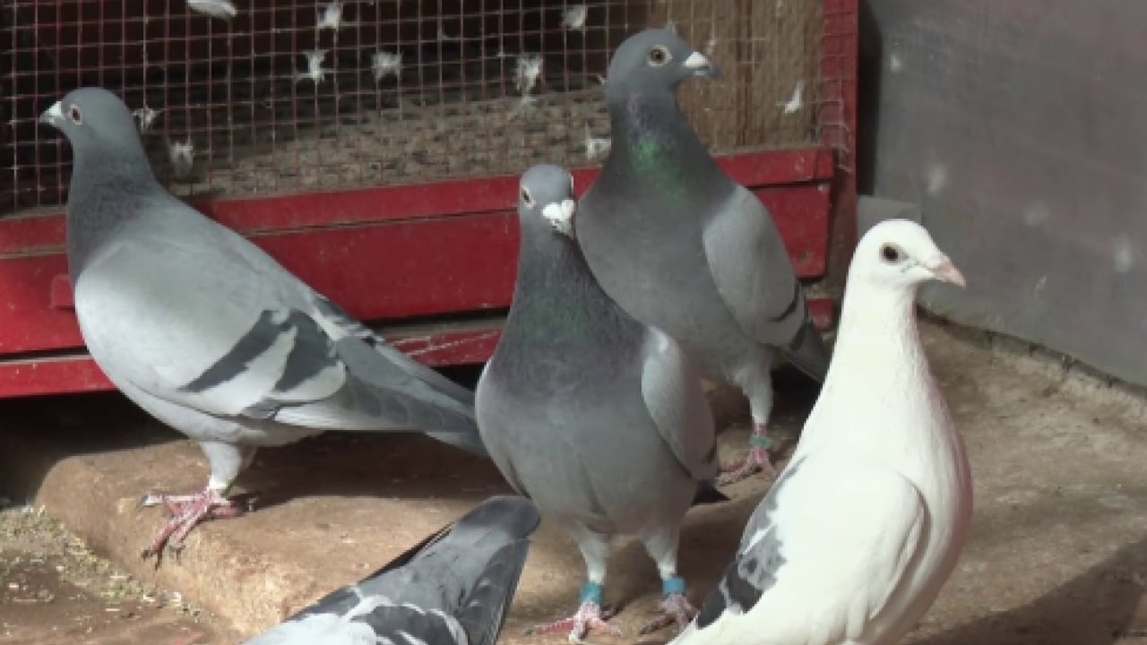 Foto - Böyle sevgi görülmedi: Bulana 75 bin lira ödül!