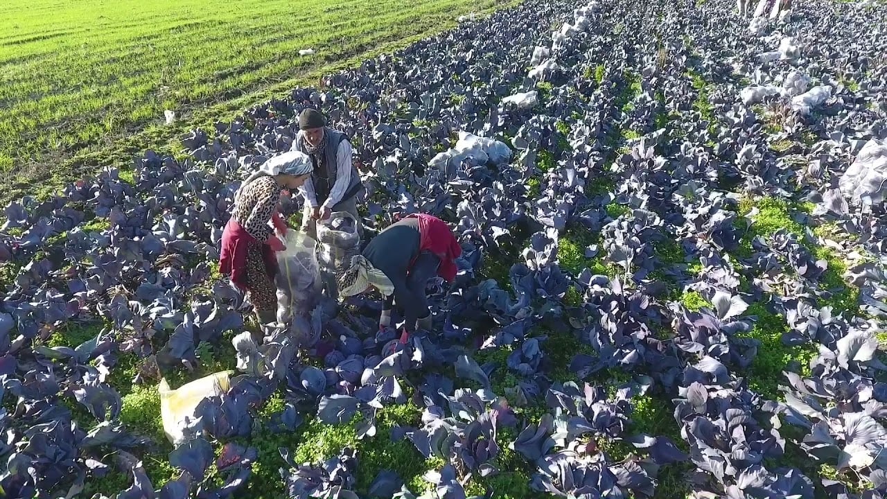 Böyle soygun görülmedi! Tarlada 5, pazarda 80 lira