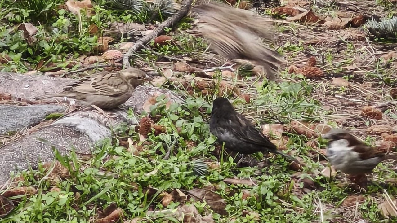 Foto - Böylesi ilk kez görüldü: Kömür sürünün pırlantası oldu!