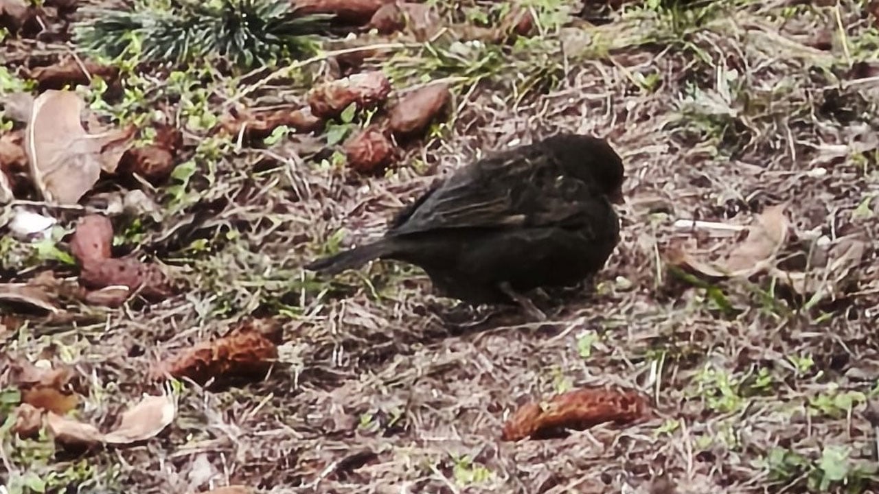 Foto - Böylesi ilk kez görüldü: Kömür sürünün pırlantası oldu!