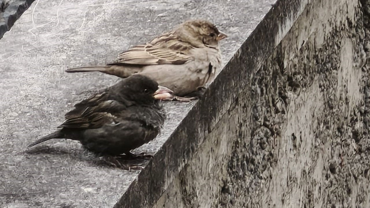 Foto - Böylesi ilk kez görüldü: Kömür sürünün pırlantası oldu!
