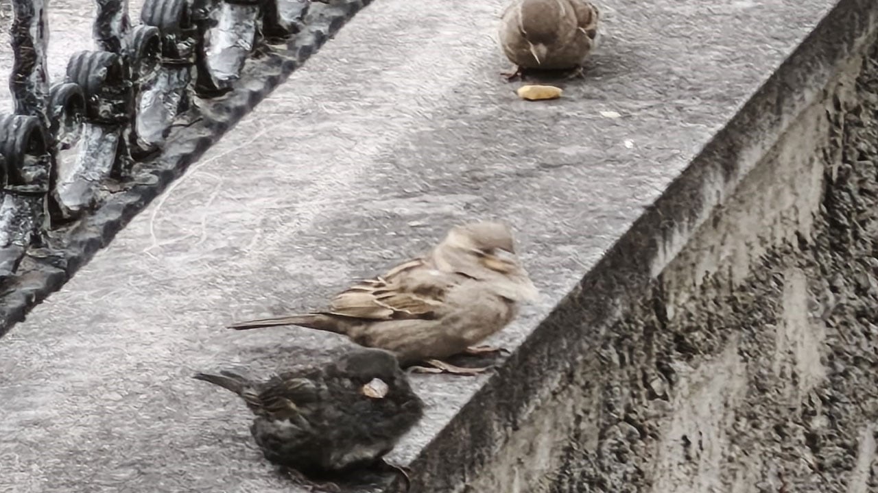 Böylesi ilk kez görüldü: Kömür sürünün pırlantası oldu!