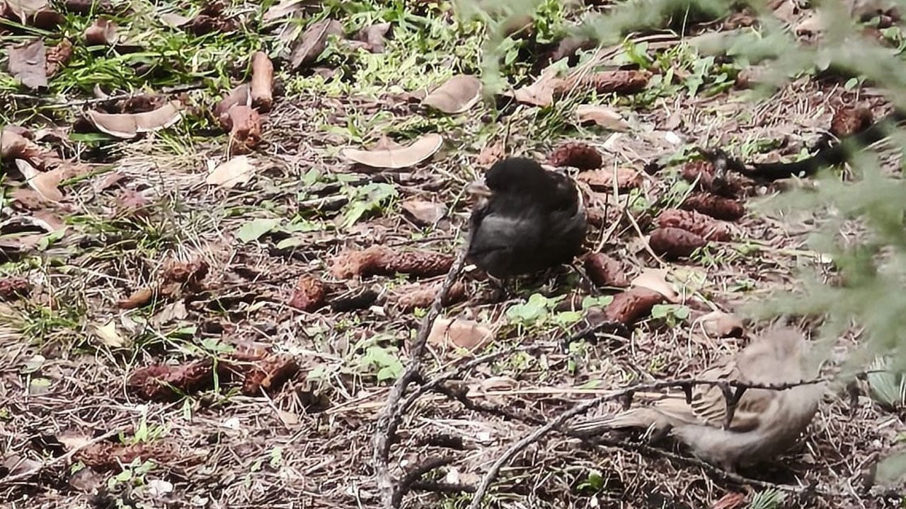 Foto - Böylesi ilk kez görüldü: Kömür sürünün pırlantası oldu!