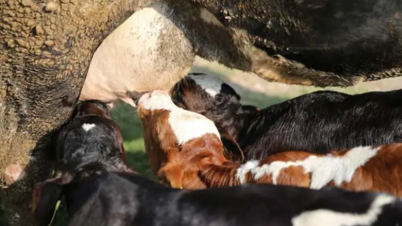 Foto - Böylesi yüz binde bir oluyor: Besici çift sevinçten havalara uçtu!