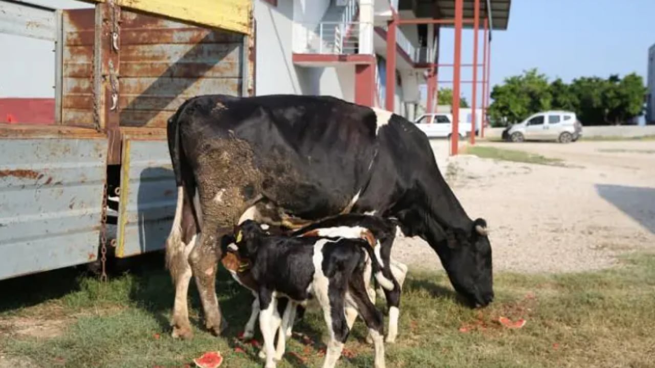 Foto - Böylesi yüz binde bir oluyor: Besici çift sevinçten havalara uçtu!