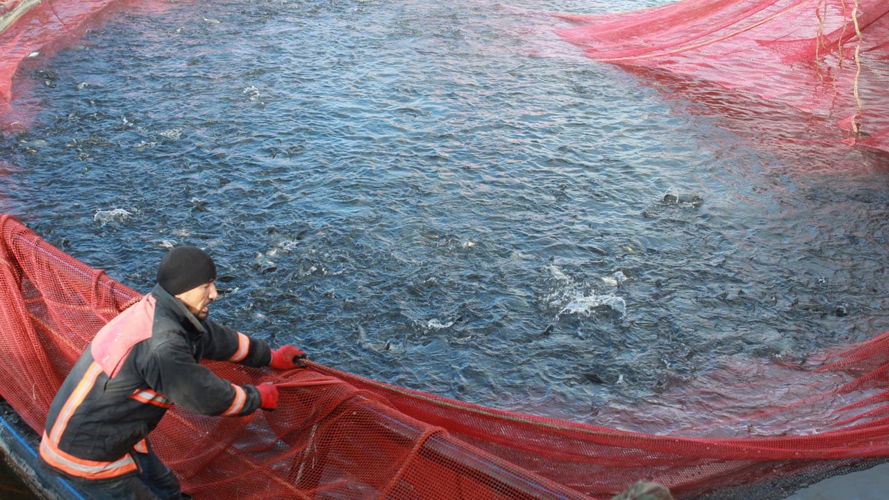 Foto - Bozkırdan dünyaya! Denizi olmayan şehirden balık ihracatı