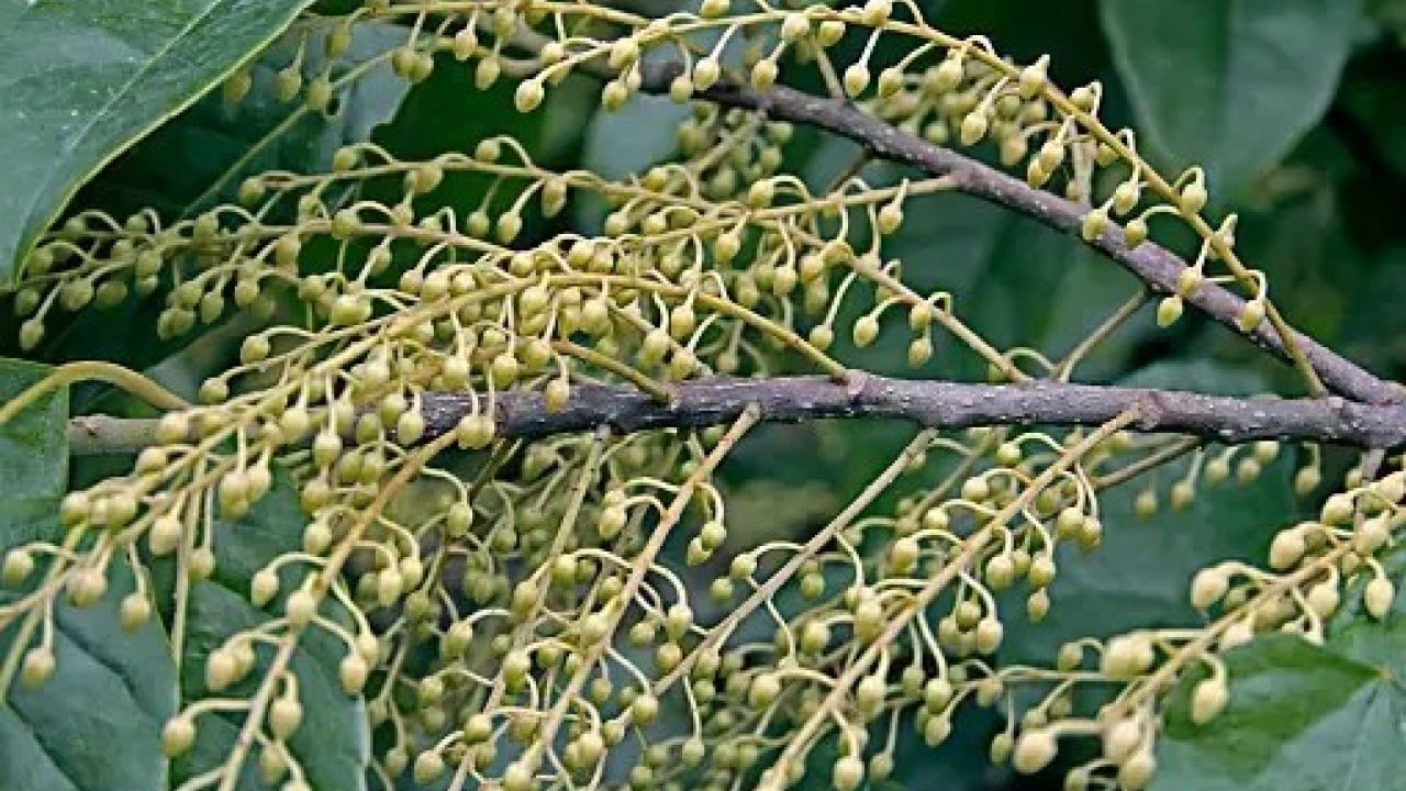 Foto - Brezilya’da ağaç Türkiye’de tesbih 