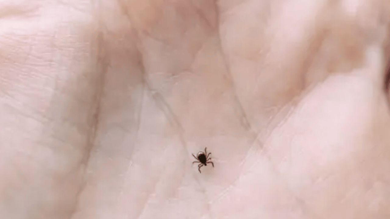 Foto - Bu açıklama O illerimiz için önlem demek! Yoğun yağışla geçen kış mevsimi kene popülasyonunu...