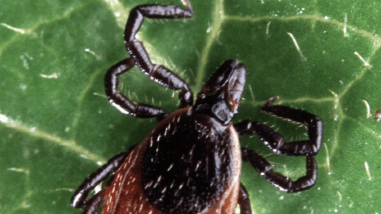 Foto - Bu açıklama O illerimiz için önlem demek! Yoğun yağışla geçen kış mevsimi kene popülasyonunu...