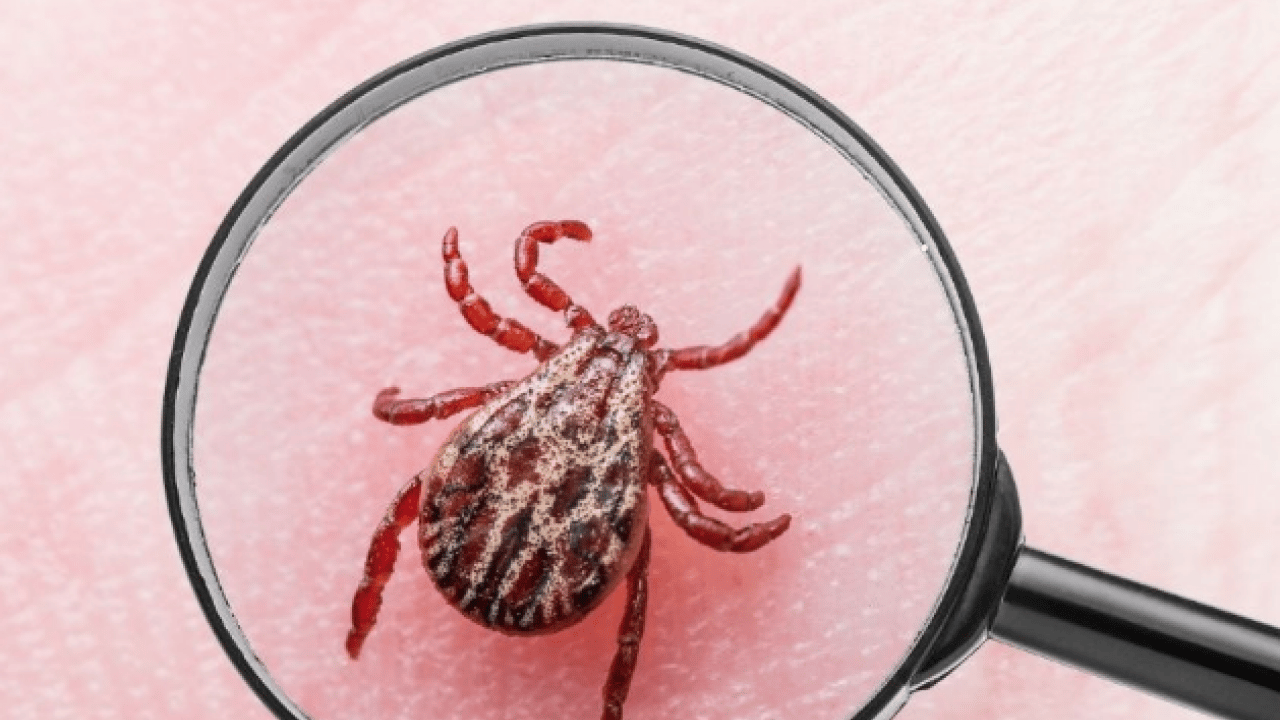 Foto - Bu açıklama O illerimiz için önlem demek! Yoğun yağışla geçen kış mevsimi kene popülasyonunu...