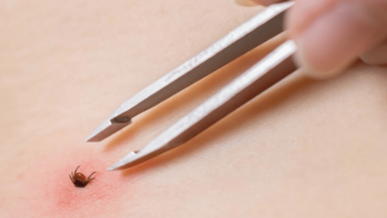 Foto - Bu açıklama O illerimiz için önlem demek! Yoğun yağışla geçen kış mevsimi kene popülasyonunu...