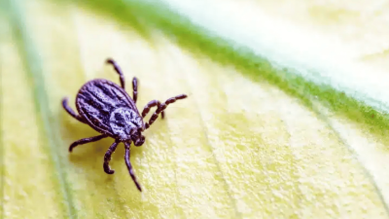 Foto - Bu açıklama O illerimiz için önlem demek! Yoğun yağışla geçen kış mevsimi kene popülasyonunu...