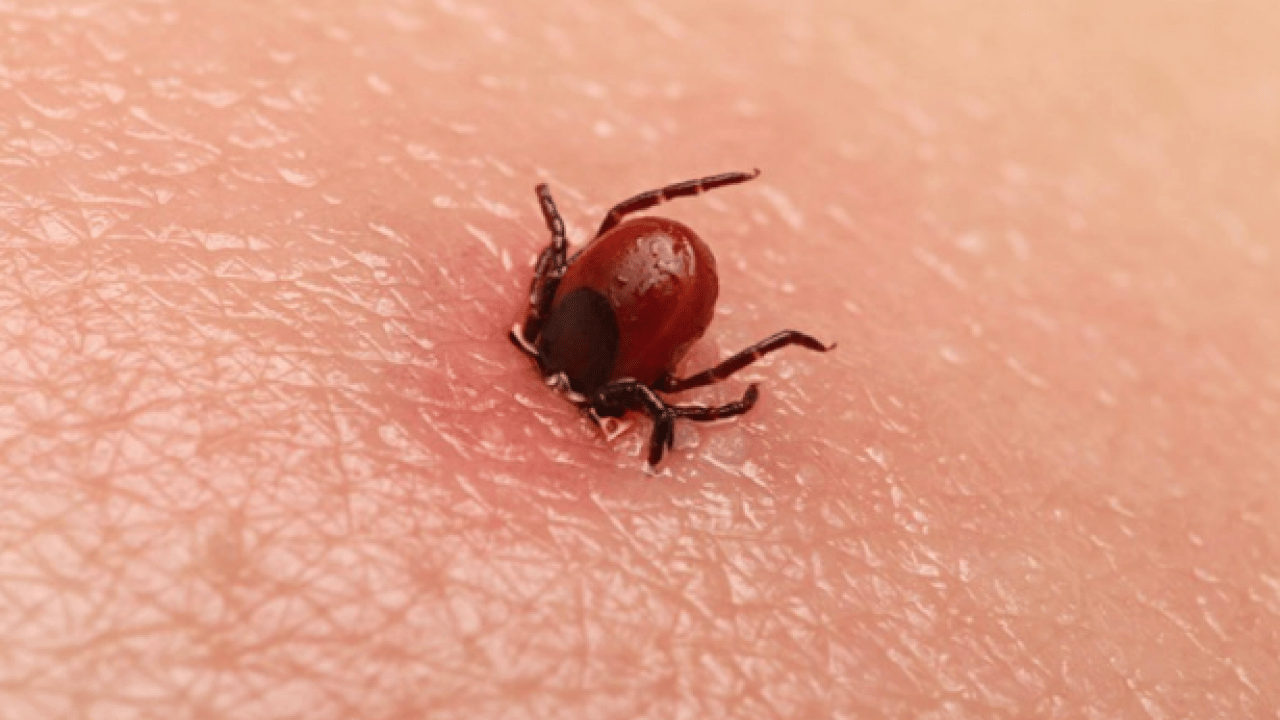 Foto - Bu açıklama O illerimiz için önlem demek! Yoğun yağışla geçen kış mevsimi kene popülasyonunu...