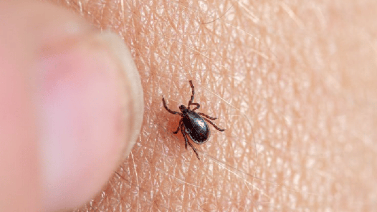 Foto - Bu açıklama O illerimiz için önlem demek! Yoğun yağışla geçen kış mevsimi kene popülasyonunu...