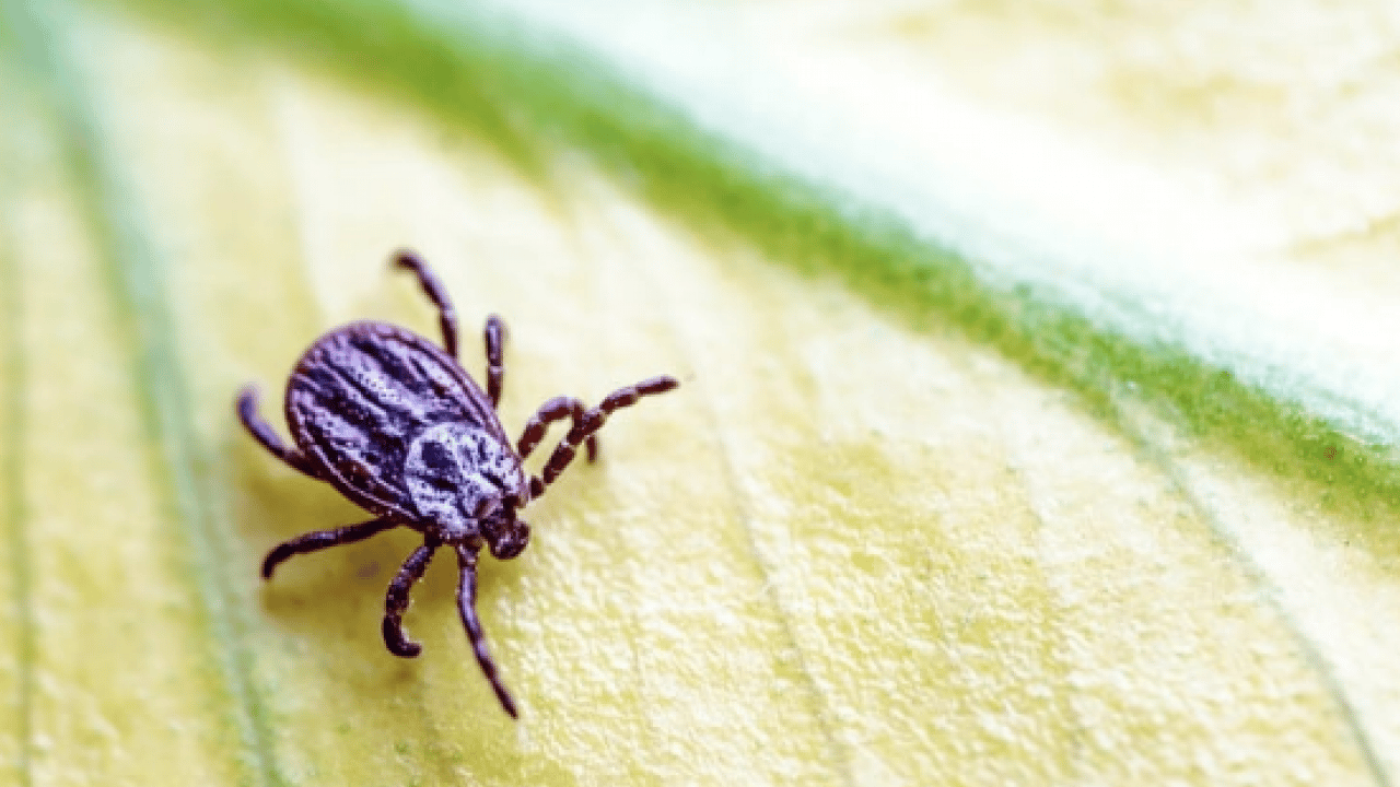 Foto - Bu açıklama O illerimiz için önlem demek! Yoğun yağışla geçen kış mevsimi kene popülasyonunu...
