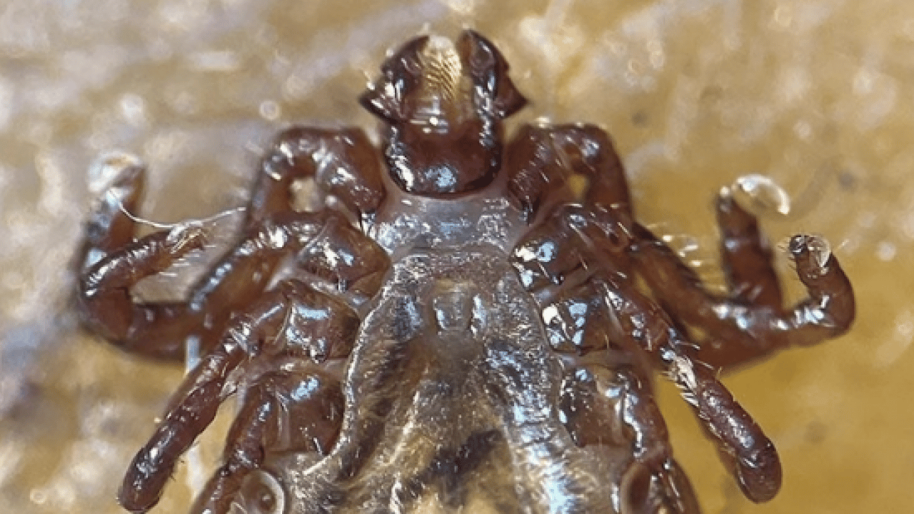 Foto - Bu açıklama O illerimiz için önlem demek! Yoğun yağışla geçen kış mevsimi kene popülasyonunu...