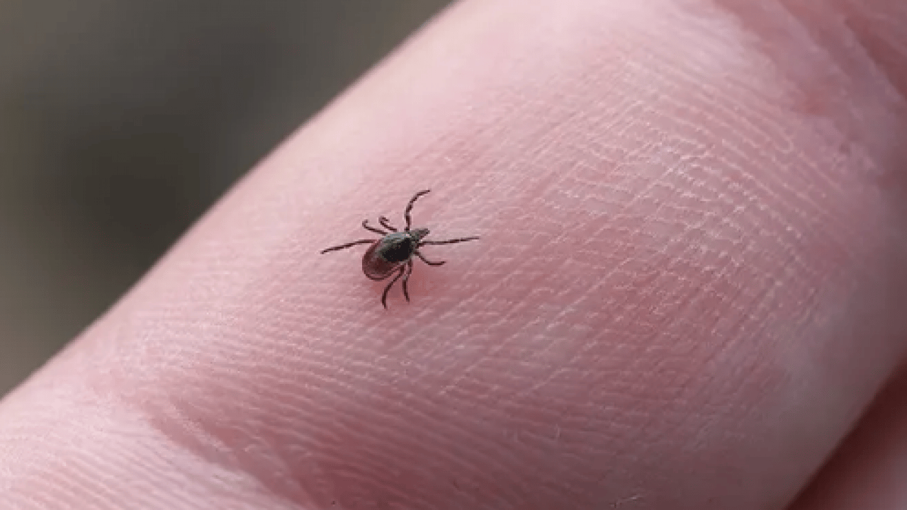Foto - Bu açıklama O illerimiz için önlem demek! Yoğun yağışla geçen kış mevsimi kene popülasyonunu...