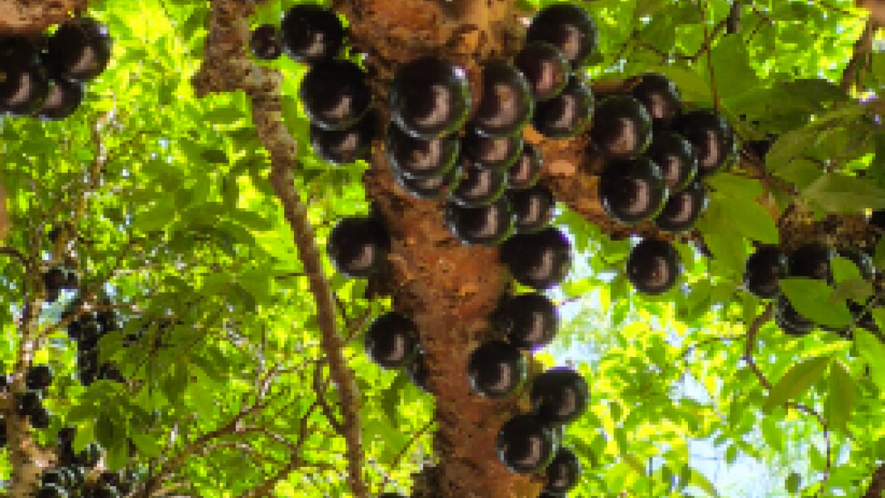 Foto - Bu ağacın meyvesi gövdesinde: Turistler onun için dünyanın öbür ucuna gidiyor!