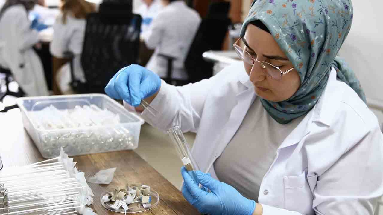 Bu arılar Giresun'da üretildi! Samuraylar 5 ilde kök salacak