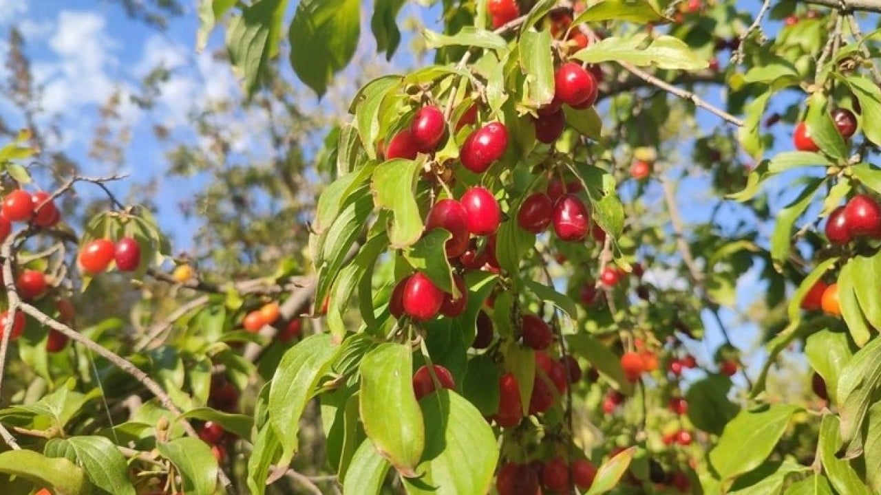 Foto - Bu besinleri tüketmekte fayda var! Karaciğer sorunu yaşayanlar dikkat