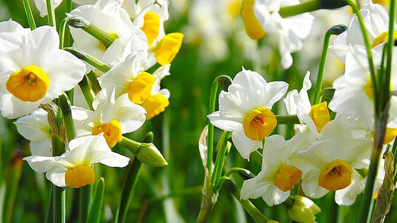 Foto - Bu bitki Alzheimer tedavisinde kullanılabilir! Sadece kokusuyla değil sırlarıyla dikkat çekiyor
