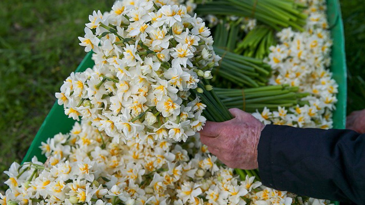 Foto - Bu bitki Alzheimer tedavisinde kullanılabilir! Sadece kokusuyla değil sırlarıyla dikkat çekiyor