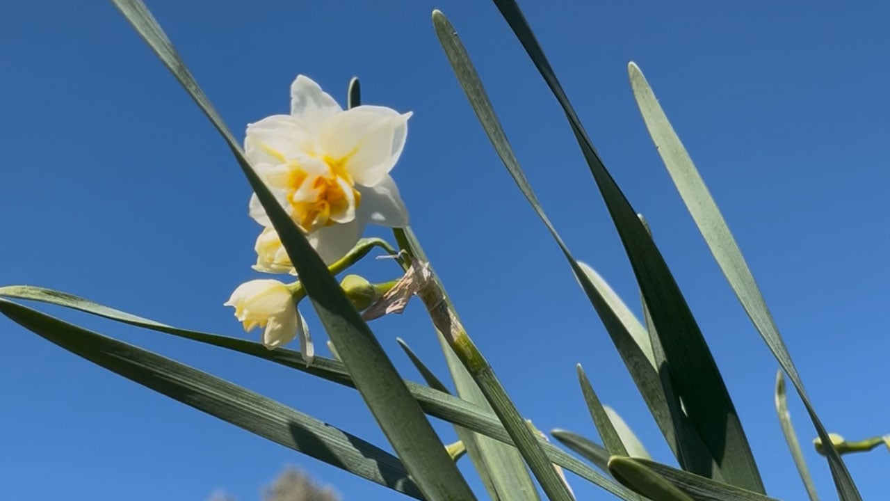 Foto - Bu bitki Alzheimer tedavisinde kullanılabilir! Sadece kokusuyla değil sırlarıyla dikkat çekiyor