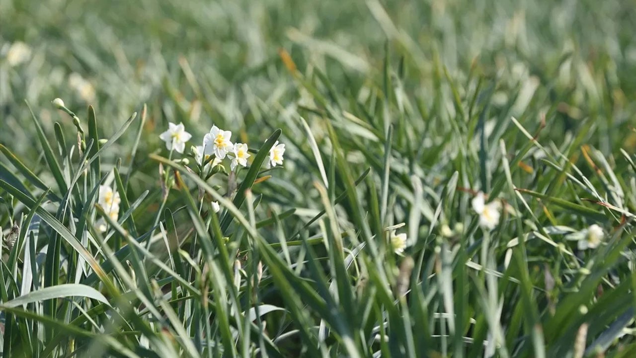 Foto - Bu bitki Alzheimer tedavisinde kullanılabilir! Sadece kokusuyla değil sırlarıyla dikkat çekiyor