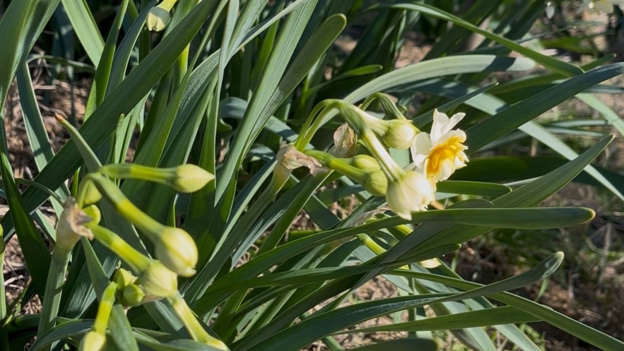 Foto - Bu bitki Alzheimer tedavisinde kullanılabilir! Sadece kokusuyla değil sırlarıyla dikkat çekiyor